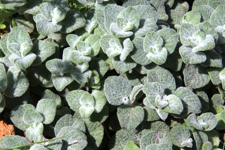 Origanum_dictamnus