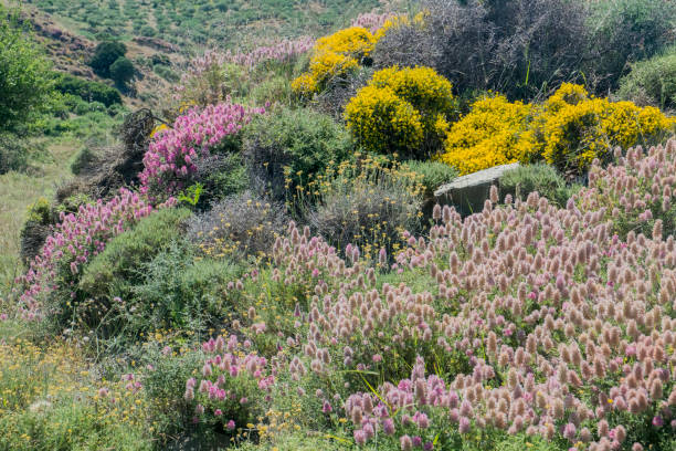 flowers on the mountains, Crete in spring