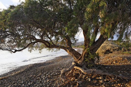 tamarisk-tree-crete